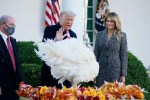 2018 White House Thanksgiving - Turkey Pardon - The Brief Scoop